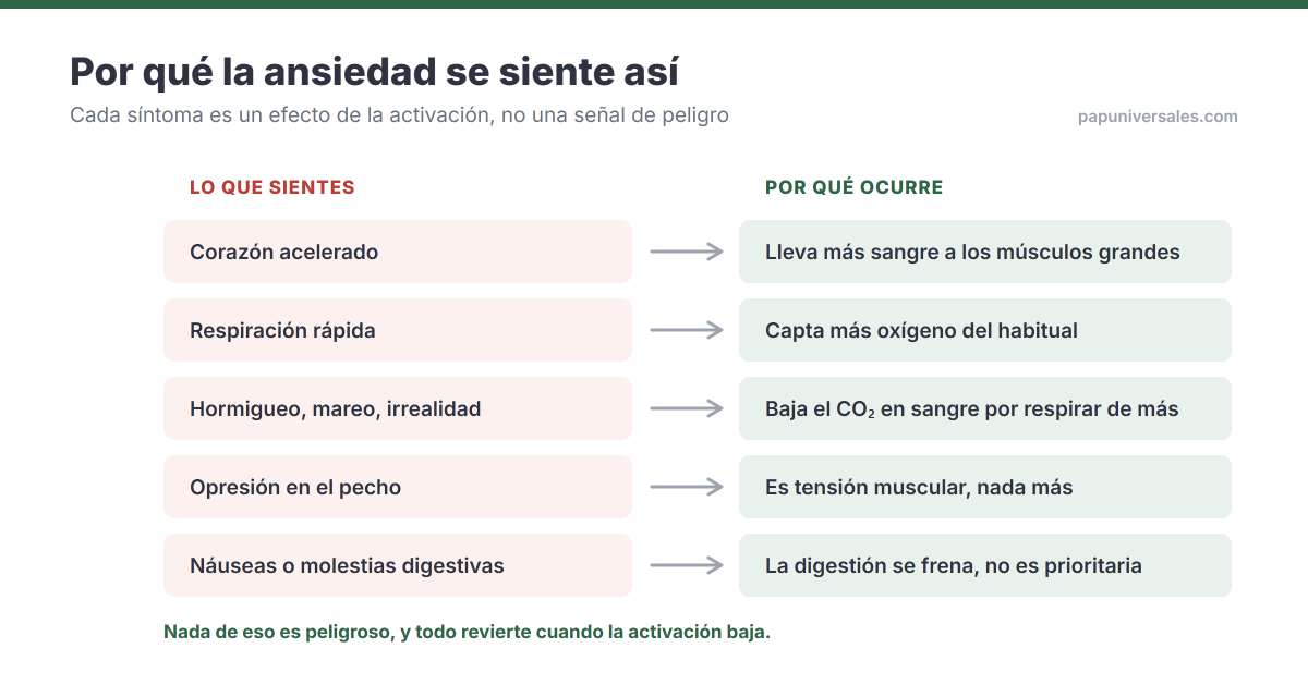 Tabla que empareja cada síntoma de ansiedad con su causa fisiológica: corazón acelerado por llevar más sangre a los músculos, hormigueo y mareo por la bajada de CO2 en sangre, opresión en el pecho por tensión muscular, y náuseas porque la digestión se frena.