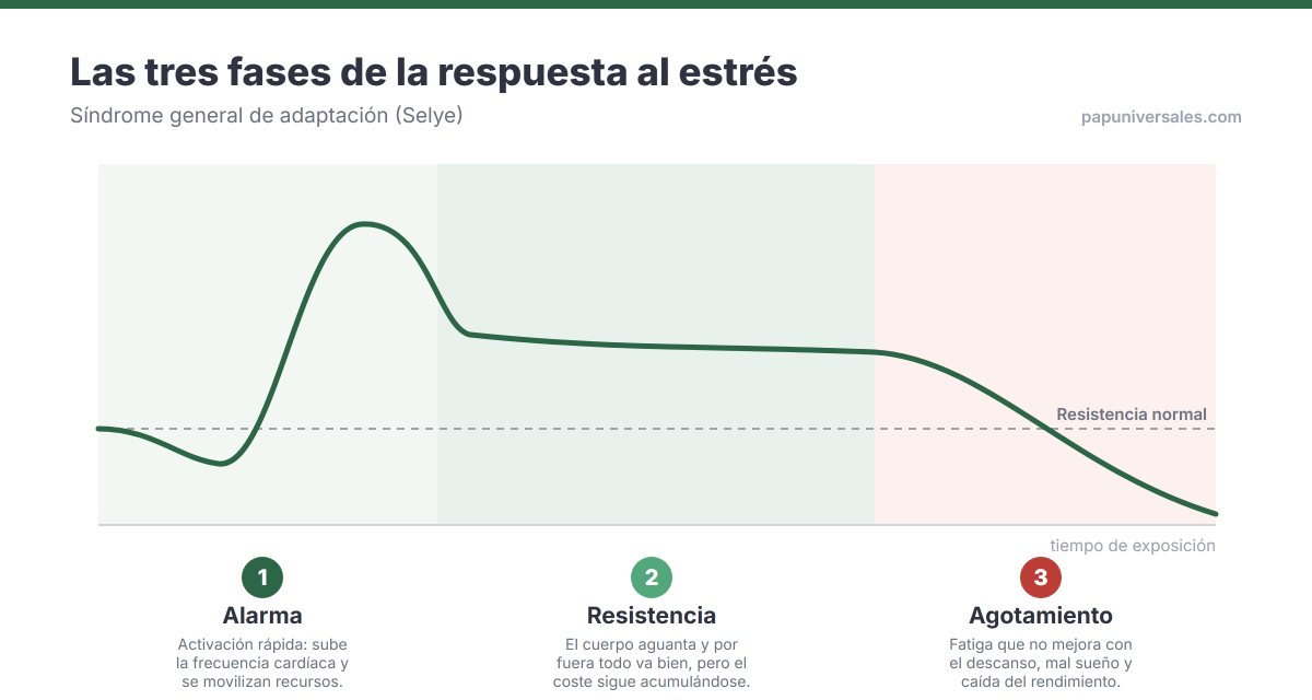 Curva del síndrome general de adaptación de Selye con sus tres fases: alarma con un pico de activación, resistencia sostenida por encima del nivel normal, y agotamiento por debajo de ese nivel.